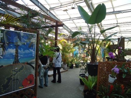 メンソーレ沖縄展開催中 茨城県植物園のブログ