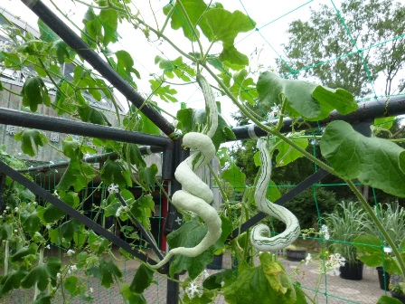 熱帯植物館探検 茨城県植物園のブログ